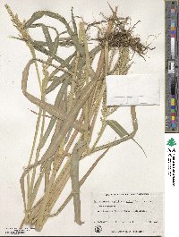 Echinochloa crus-galli image