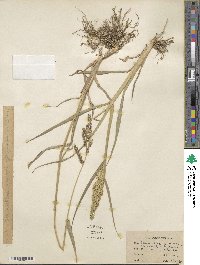 Echinochloa crus-galli image