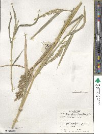 Echinochloa frumentacea image