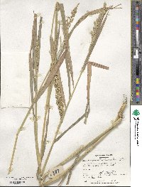 Echinochloa frumentacea image