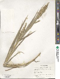 Echinochloa frumentacea image