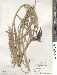 Echinochloa frumentacea image