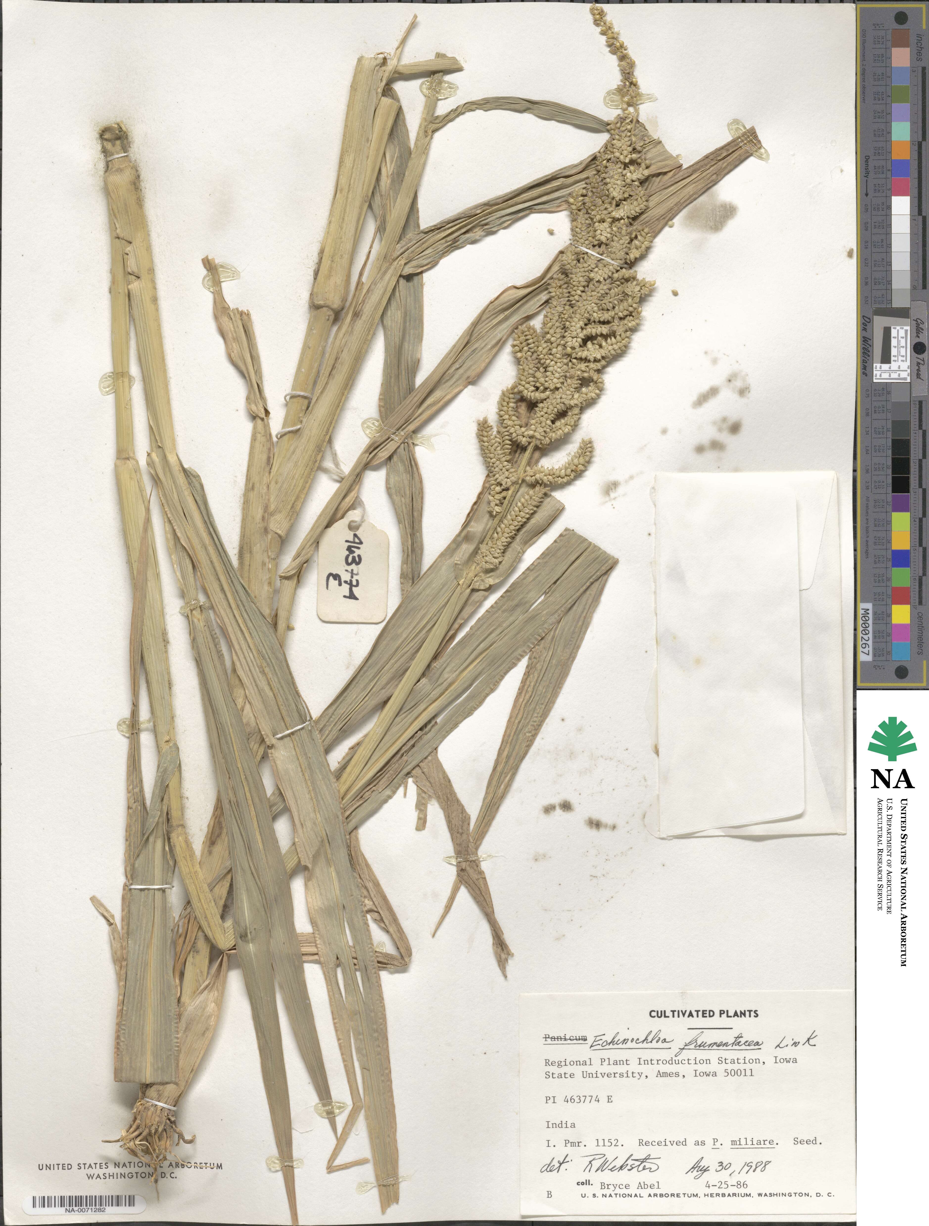 Echinochloa frumentacea image