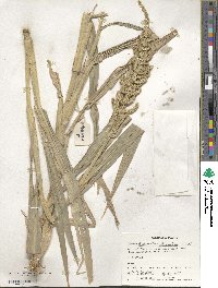 Echinochloa frumentacea image