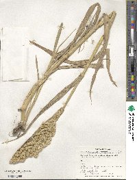 Echinochloa frumentacea image