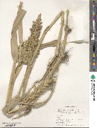 Echinochloa frumentacea image