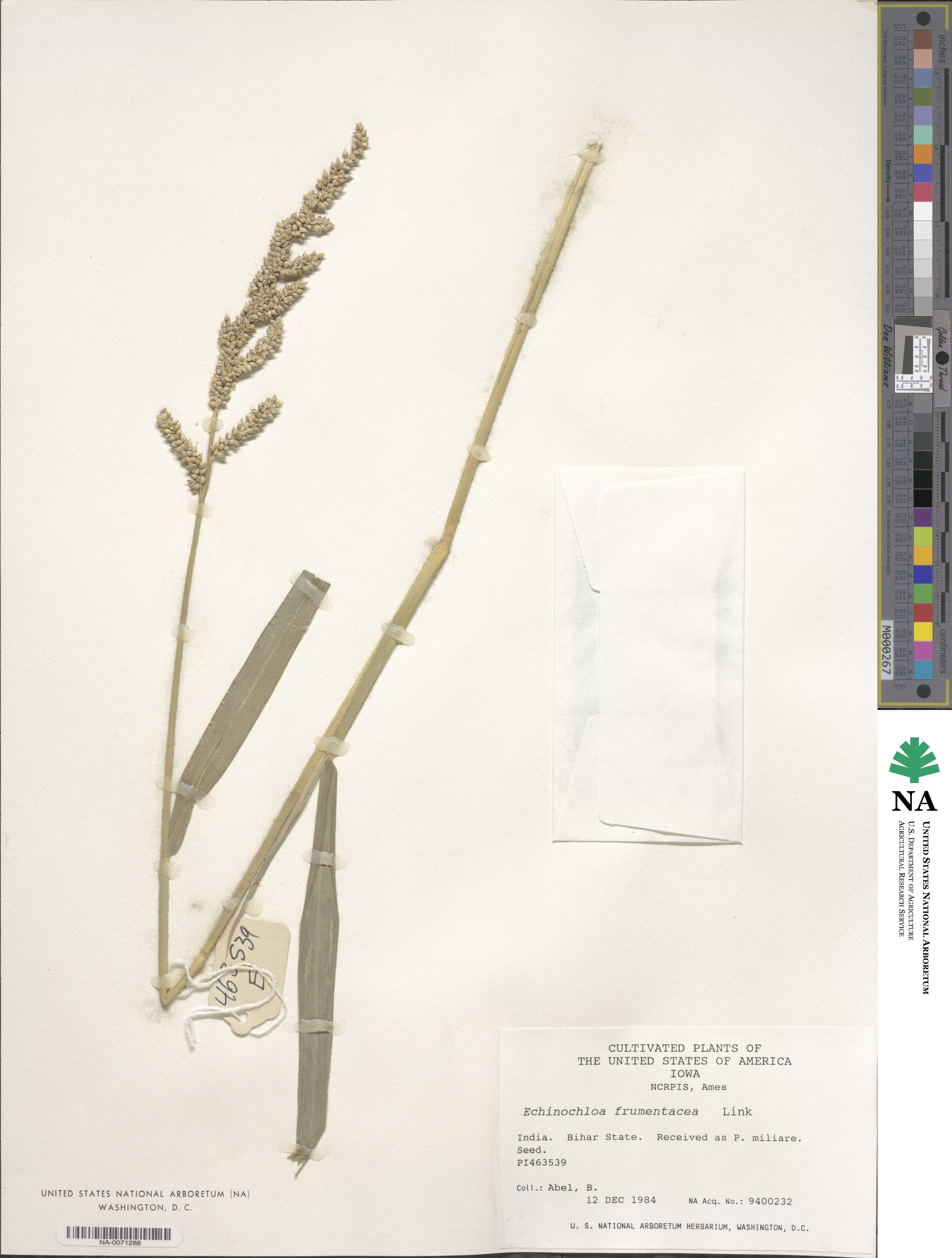 Echinochloa frumentacea image