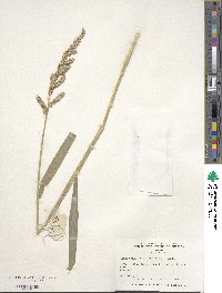 Echinochloa frumentacea image