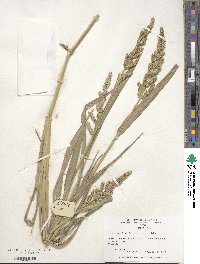 Echinochloa frumentacea image