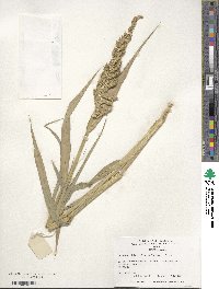 Echinochloa frumentacea image