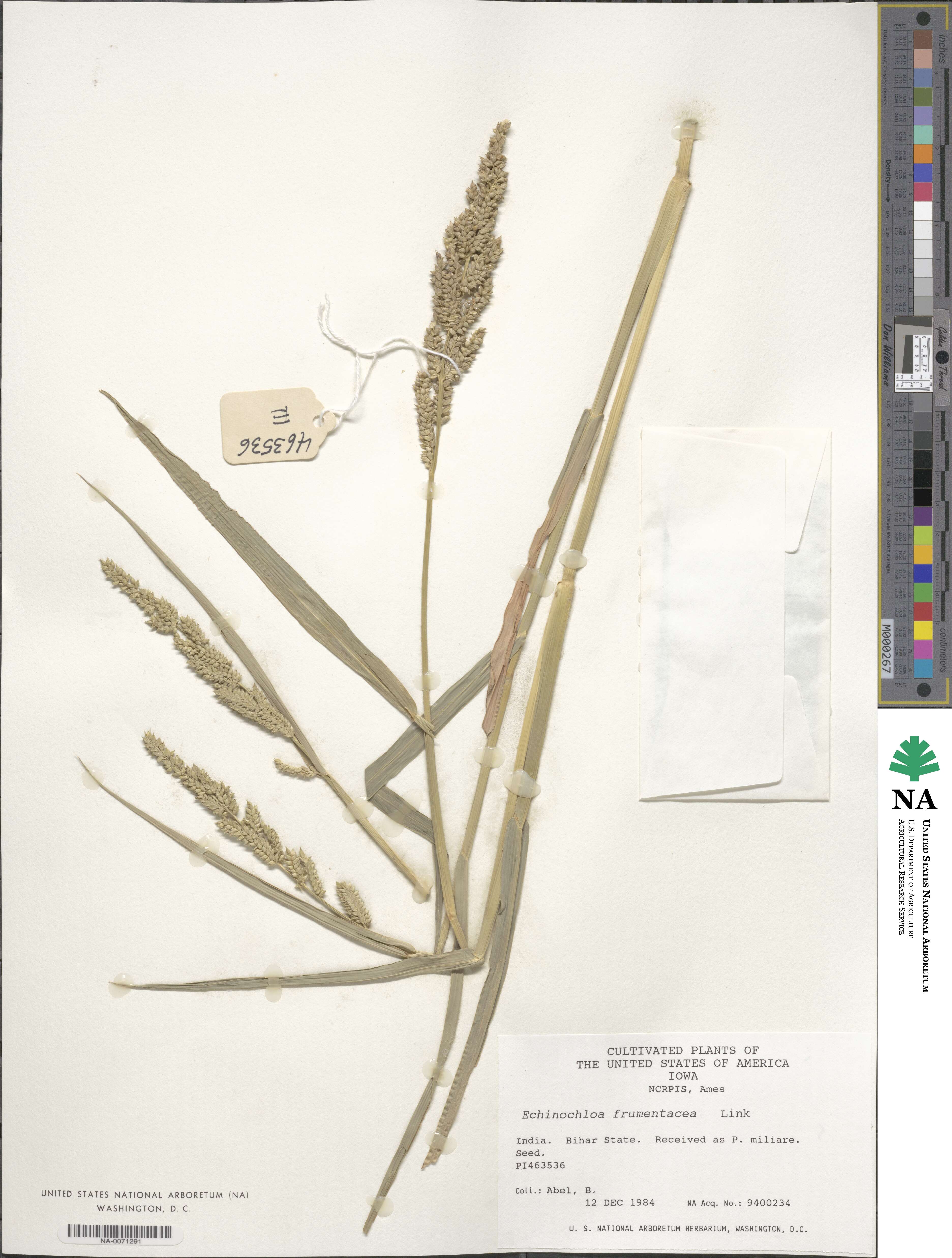 Echinochloa frumentacea image