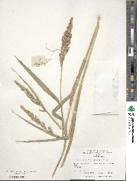 Echinochloa frumentacea image