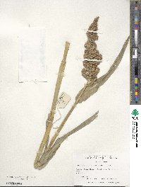 Echinochloa frumentacea image