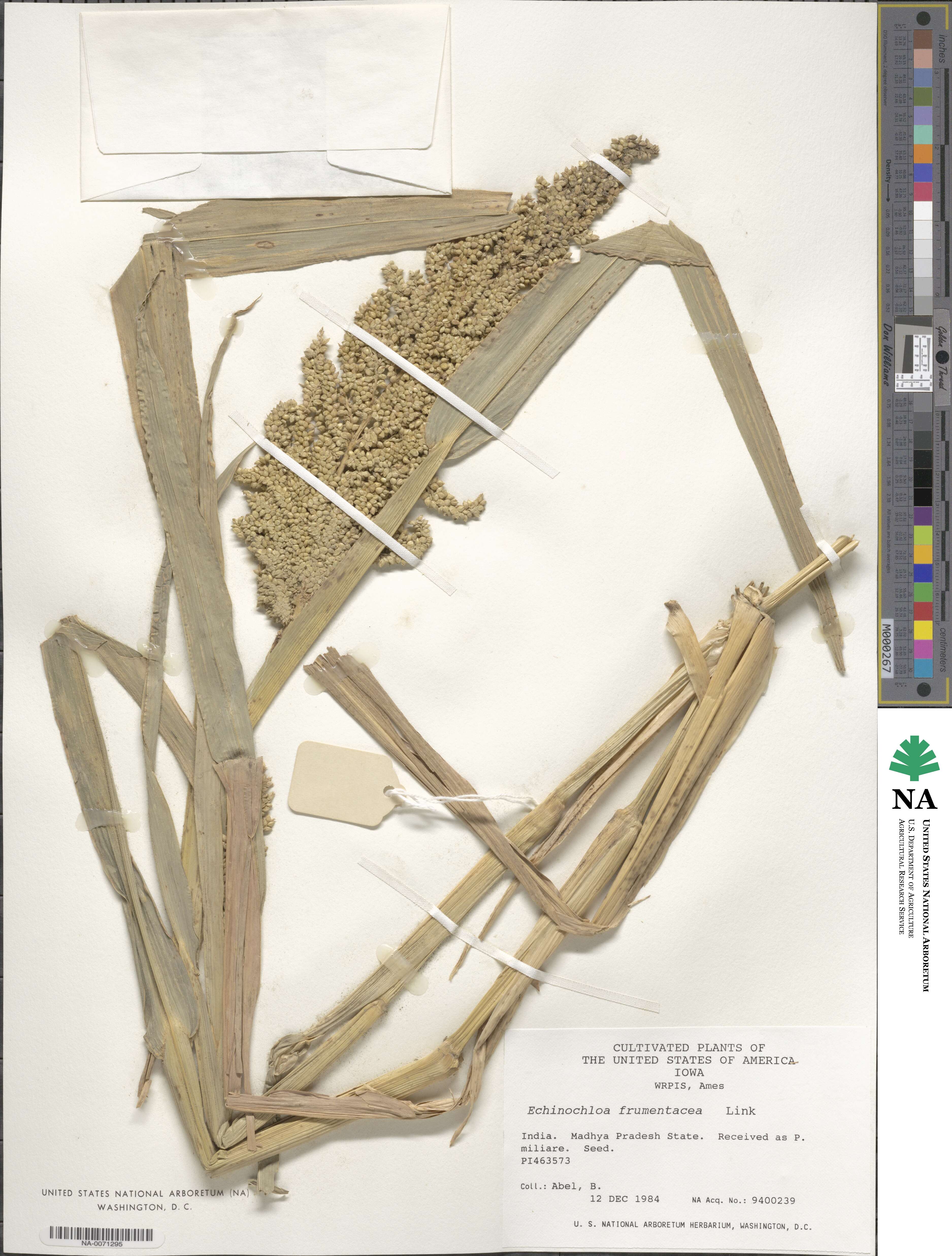 Echinochloa frumentacea image