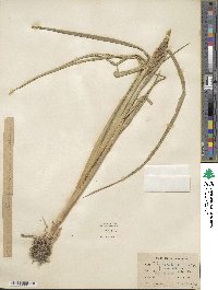 Echinochloa frumentacea image