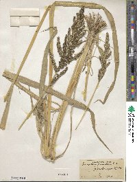 Echinochloa frumentacea image