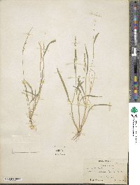 Image of Echinochloa haploclada