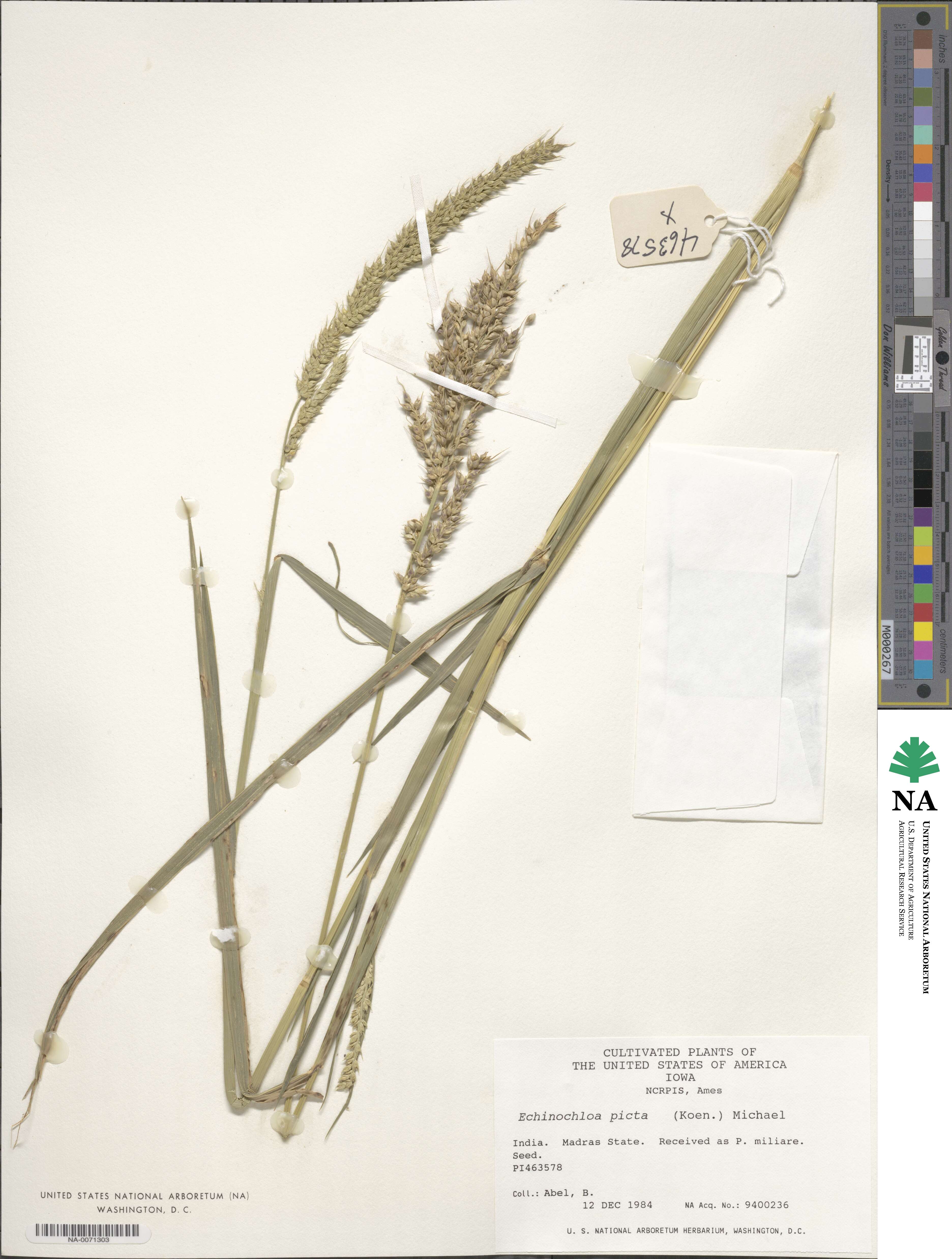 Echinochloa picta image