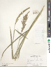 Image of Echinochloa picta