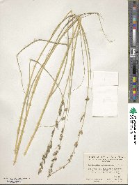 Echinochloa polystachya var. polystachya image