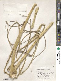 Echinochloa pyramidalis image