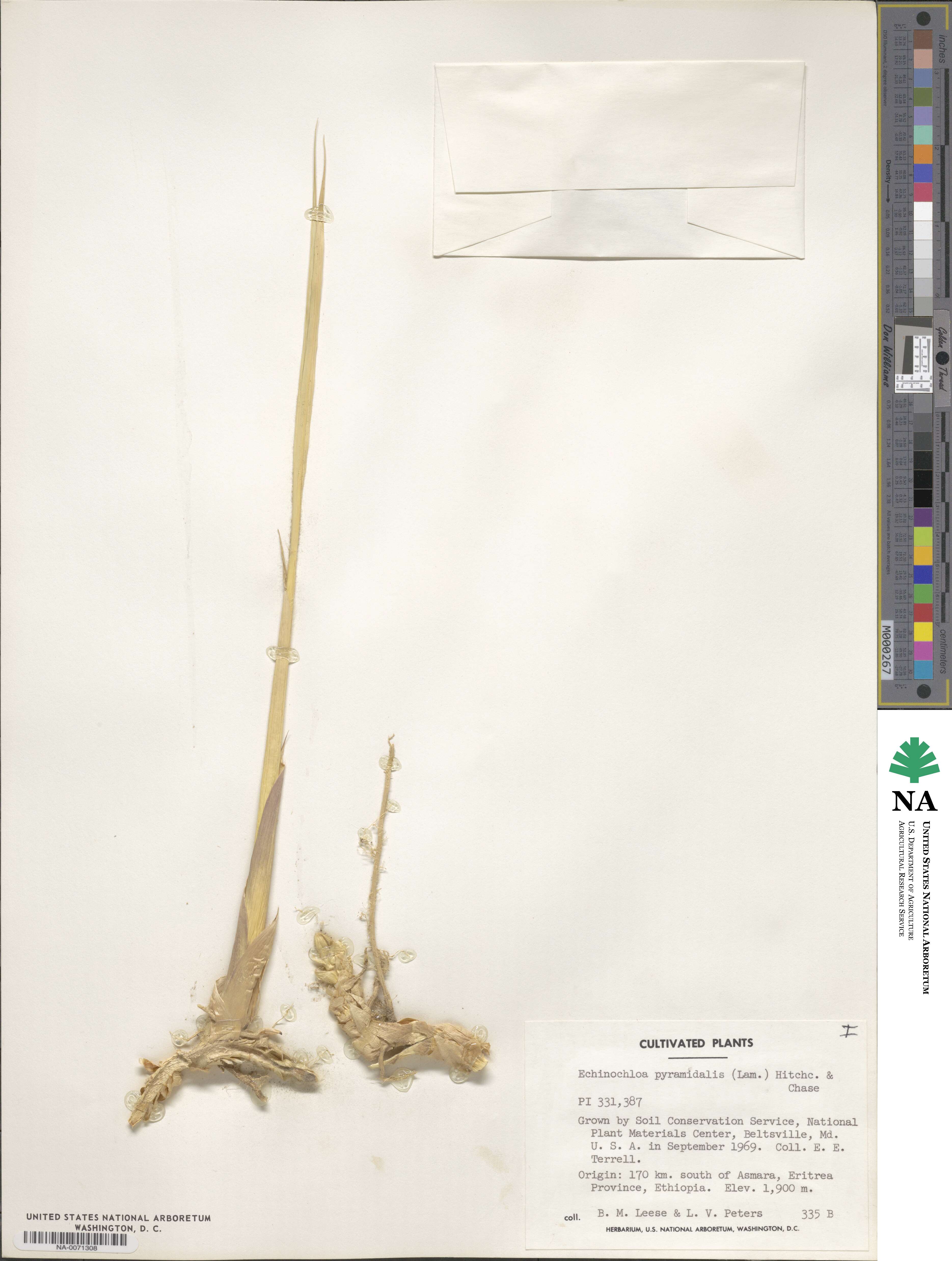 Echinochloa pyramidalis image