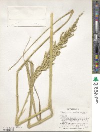 Echinochloa pyramidalis image