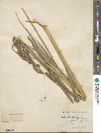 Echinochloa pyramidalis image