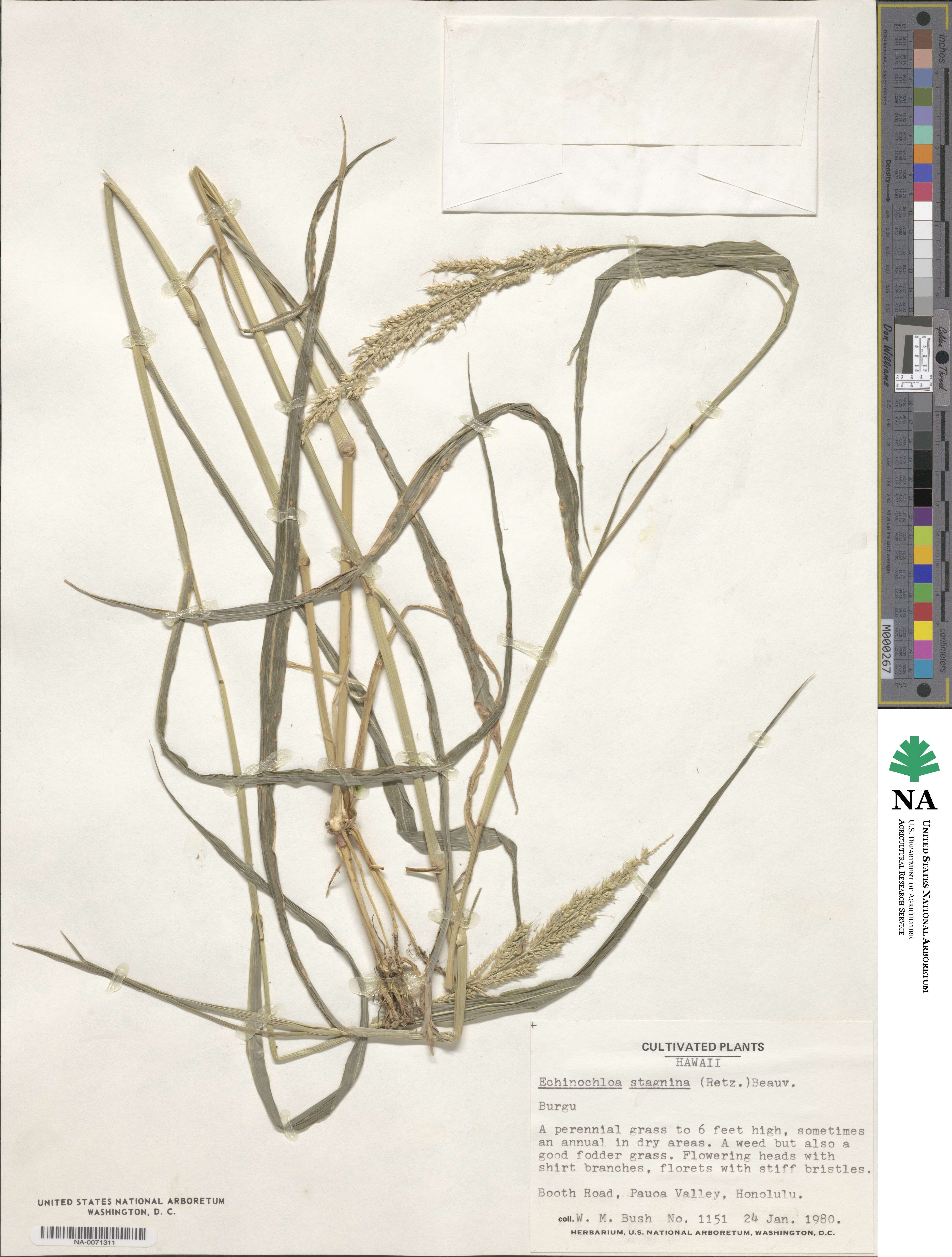 Echinochloa stagnina image