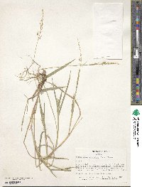 Echinochloa stagnina image