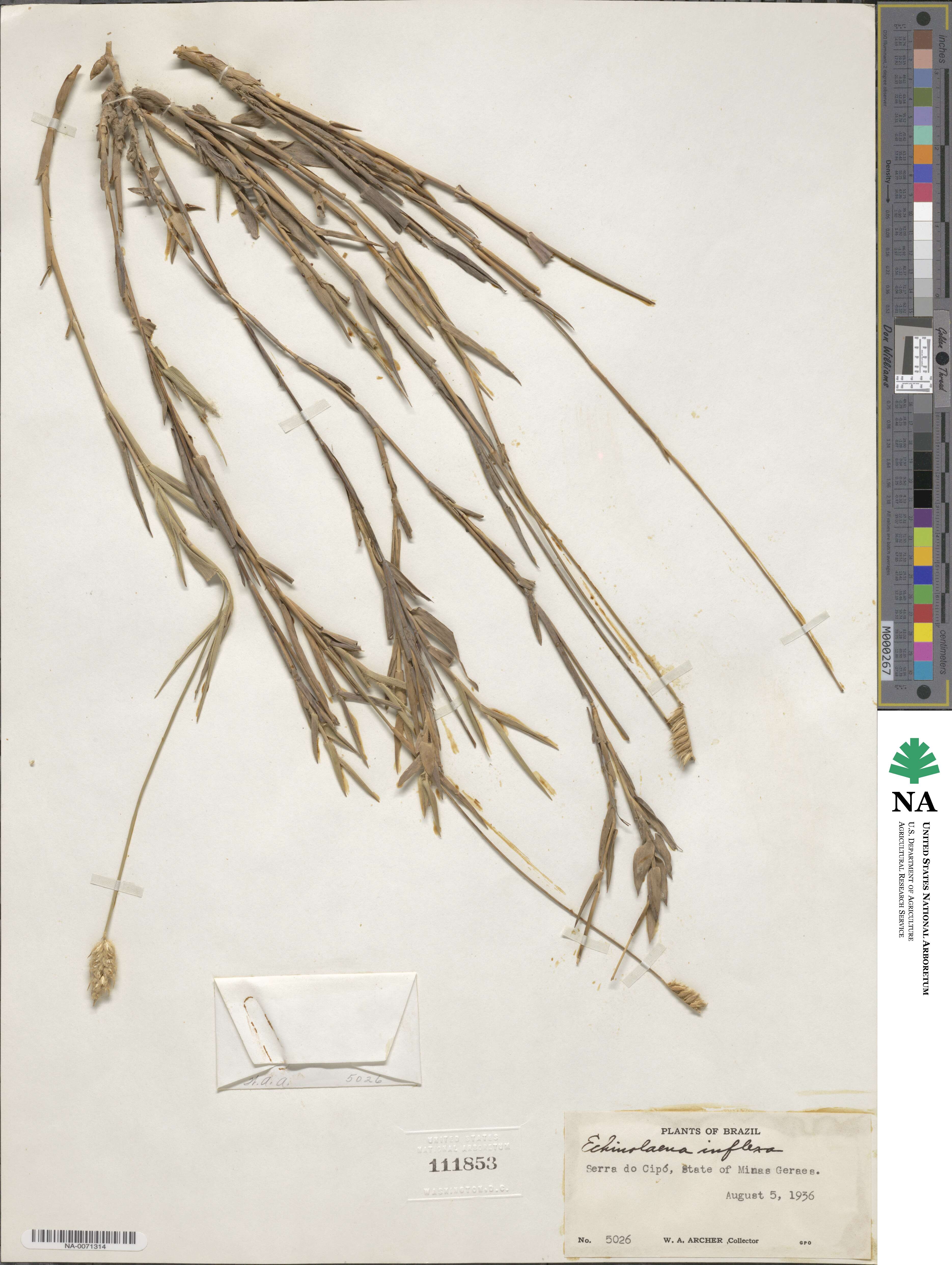 Echinolaena inflexa image
