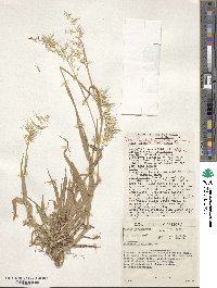 Ehrharta longiflora image