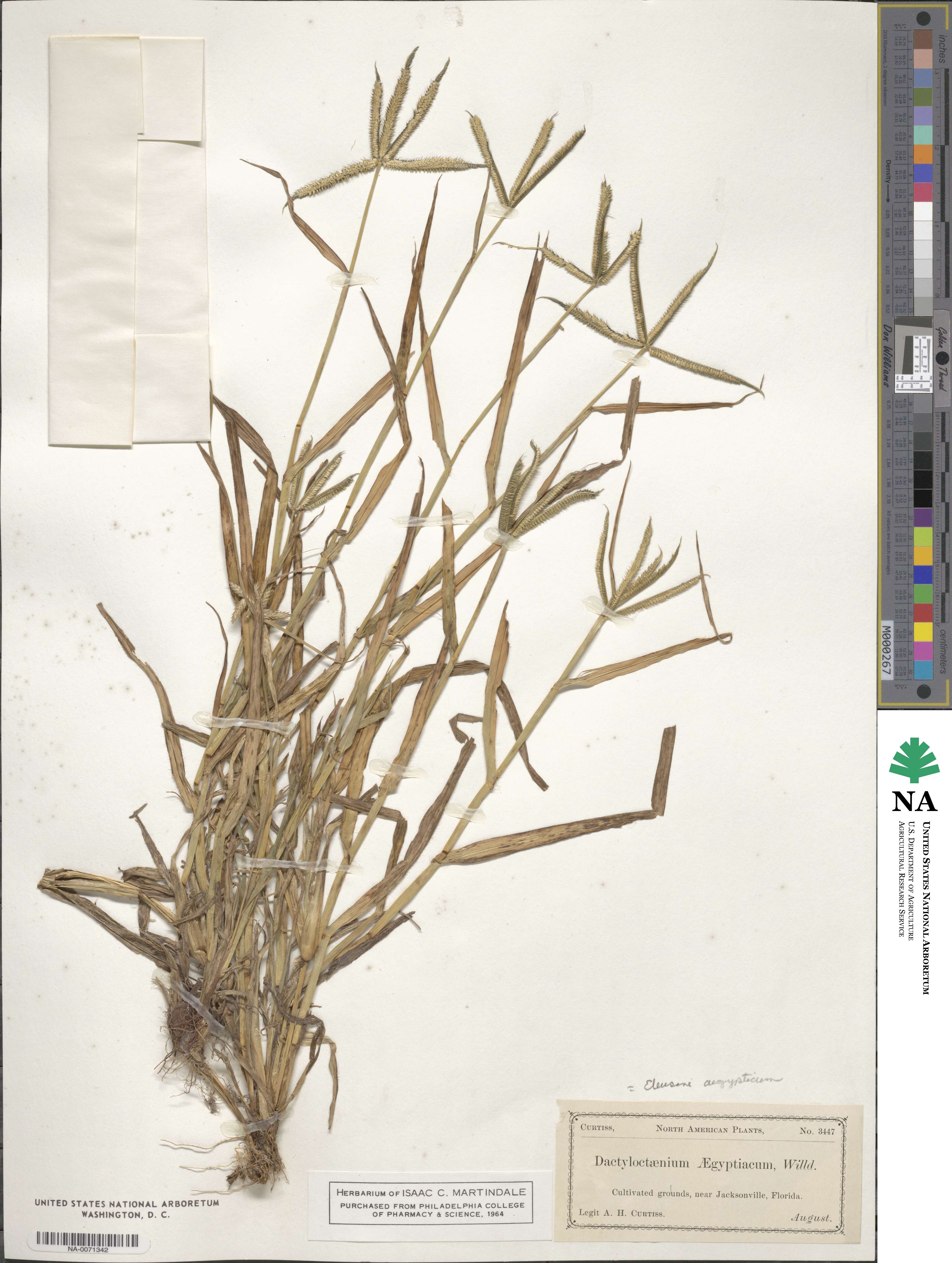 Dactyloctenium aegyptium image