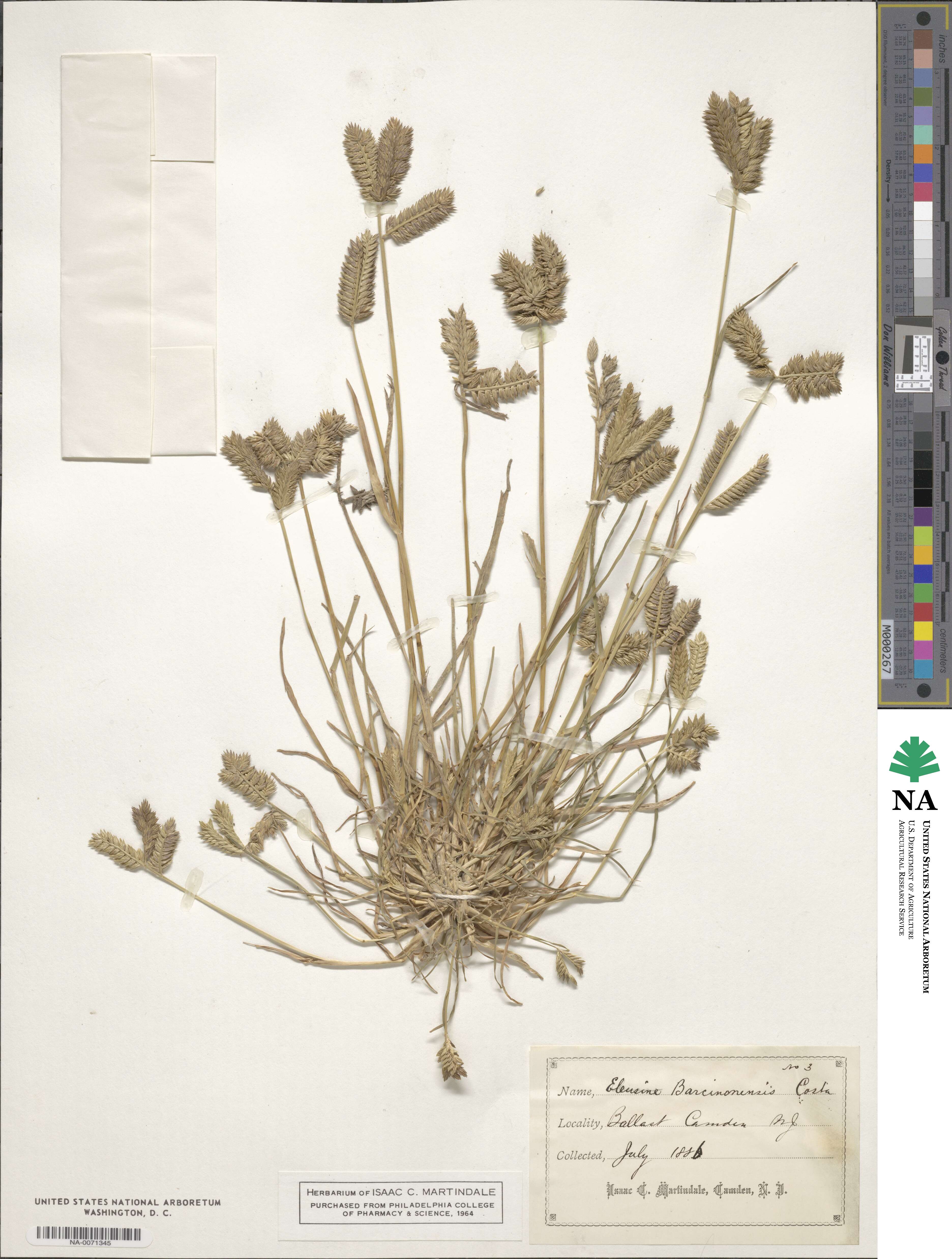Eleusine indica var. barcinonensis image