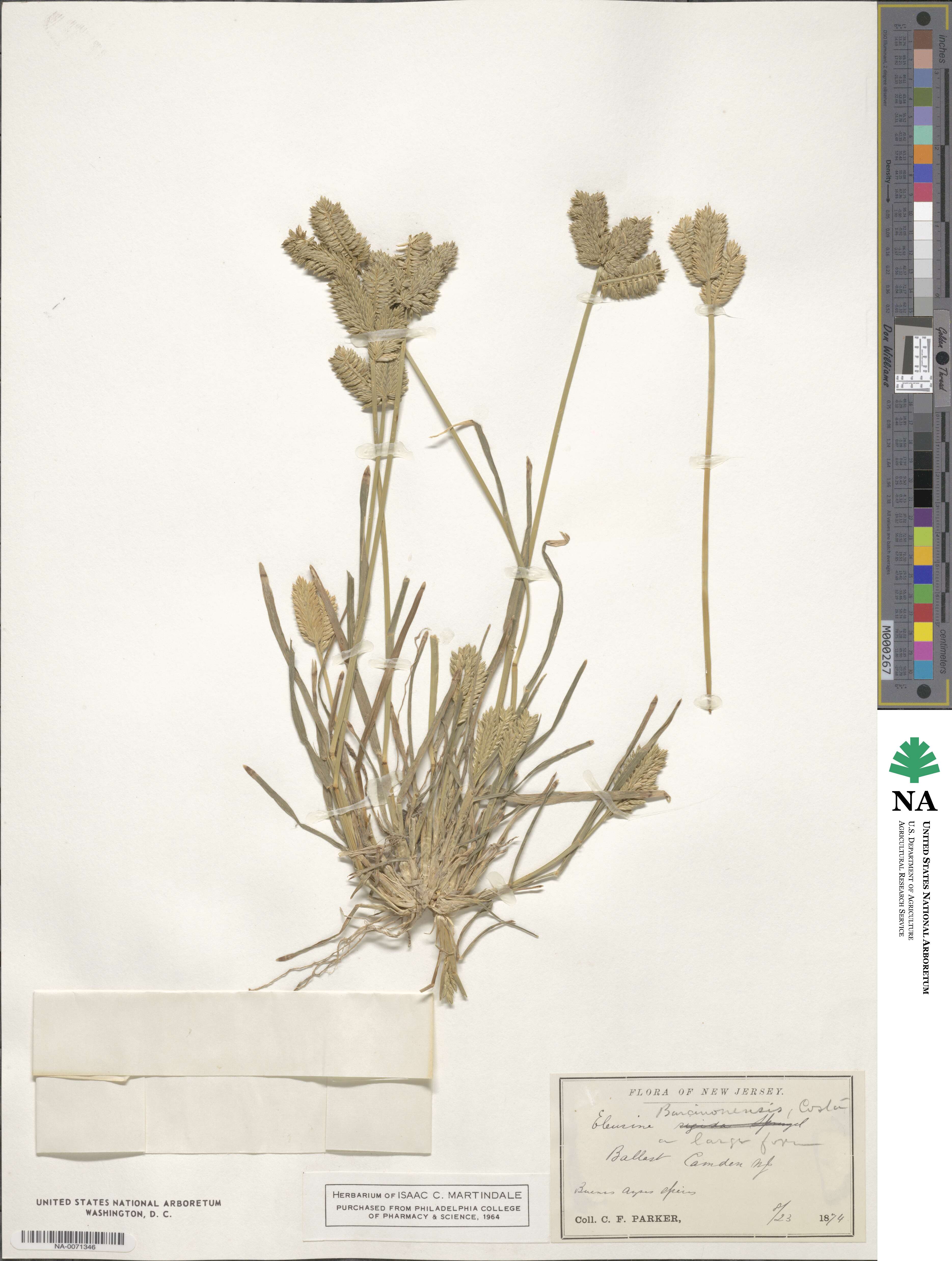 Eleusine indica var. barcinonensis image