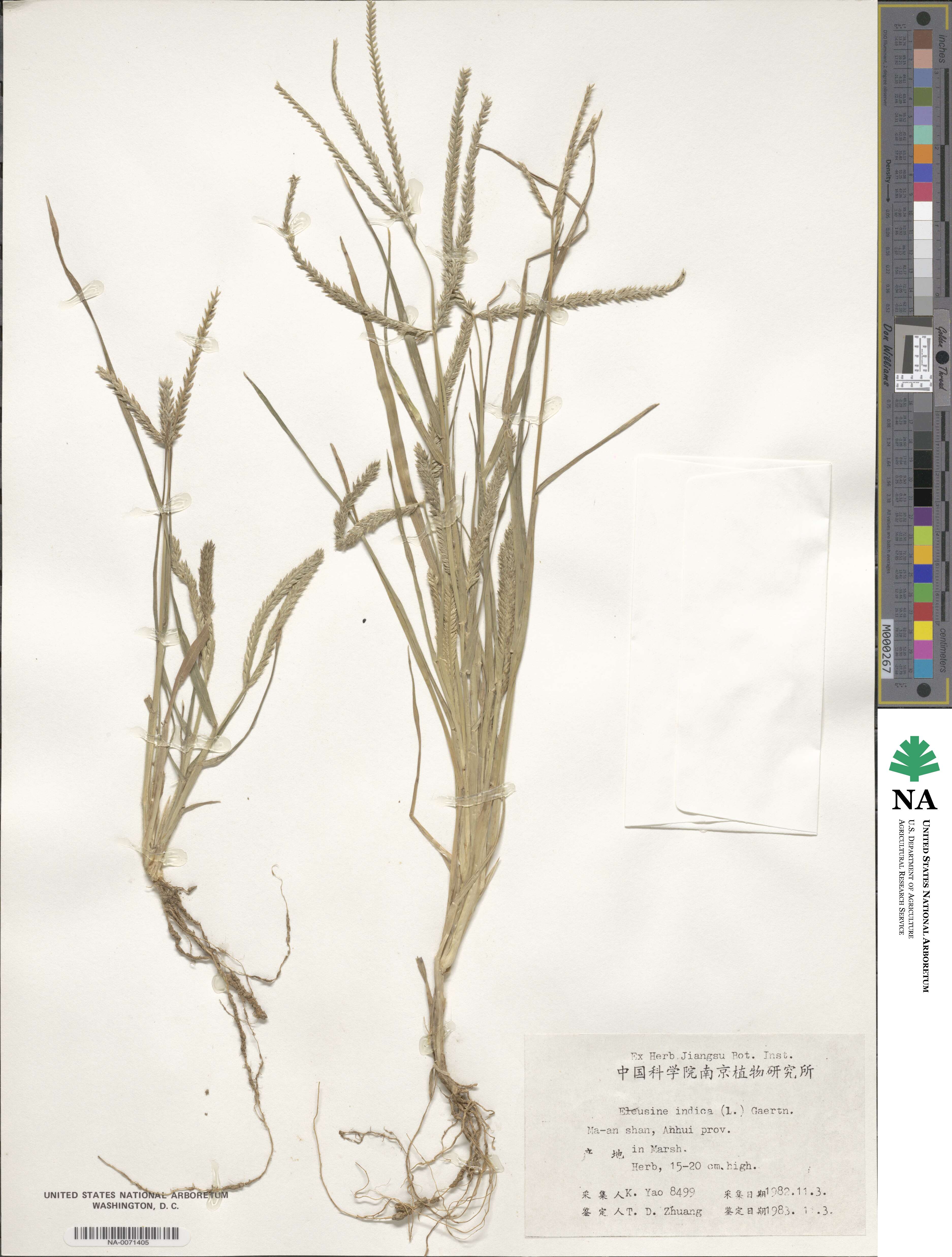 Eleusine indica image