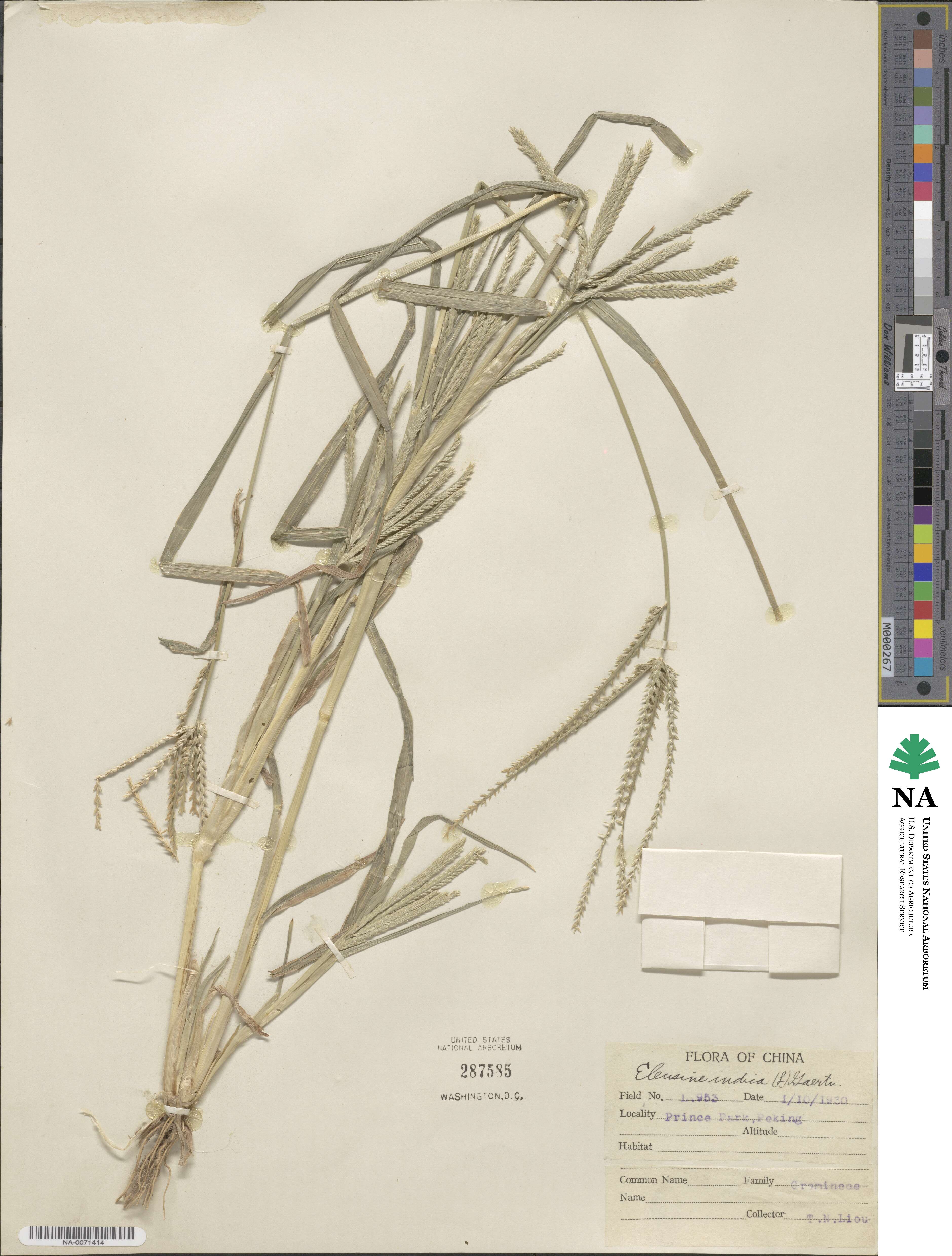 Eleusine indica image