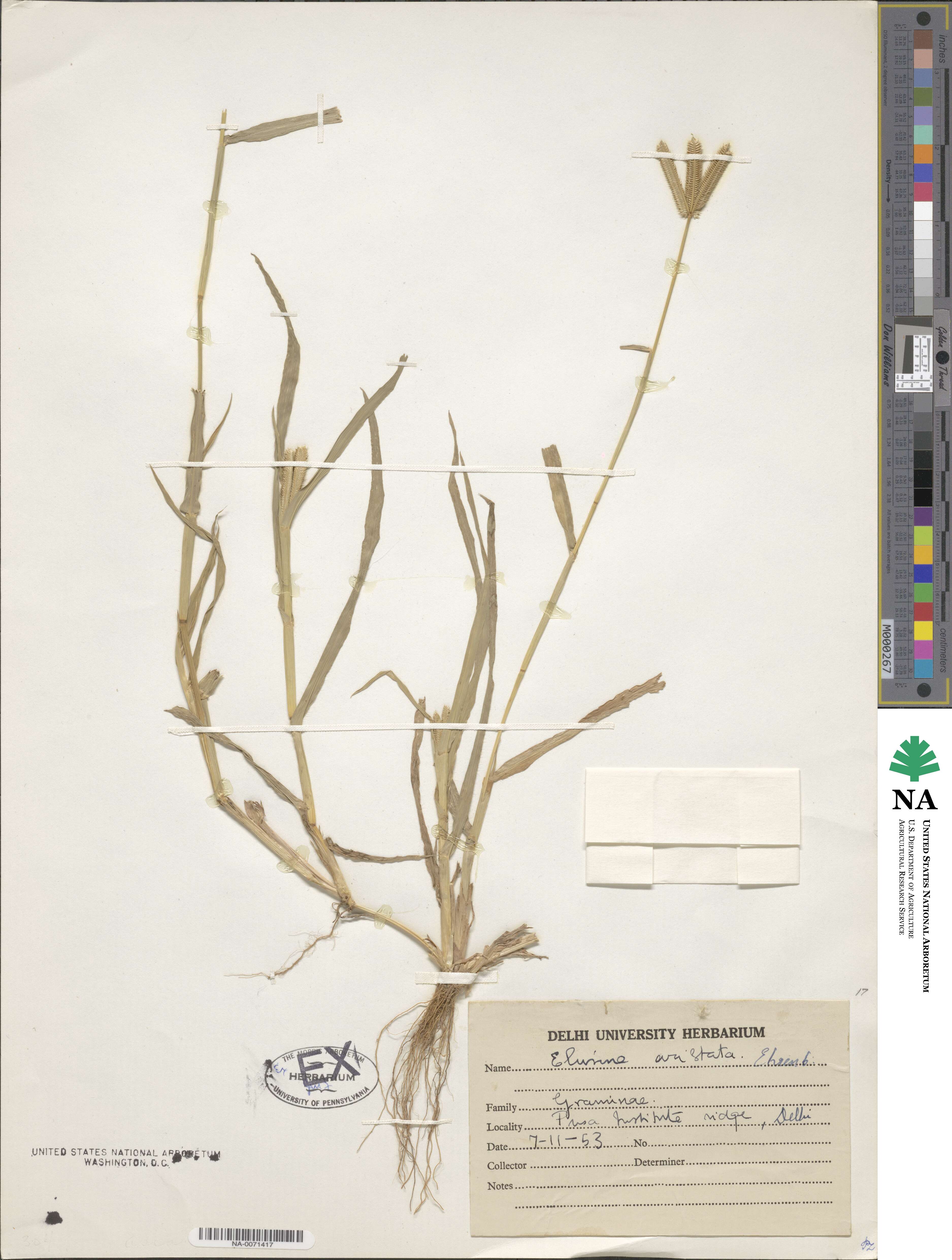 Dactyloctenium scindicum image