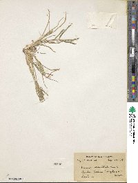 Image of Acrachne racemosa