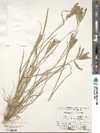 Eleusine indica image