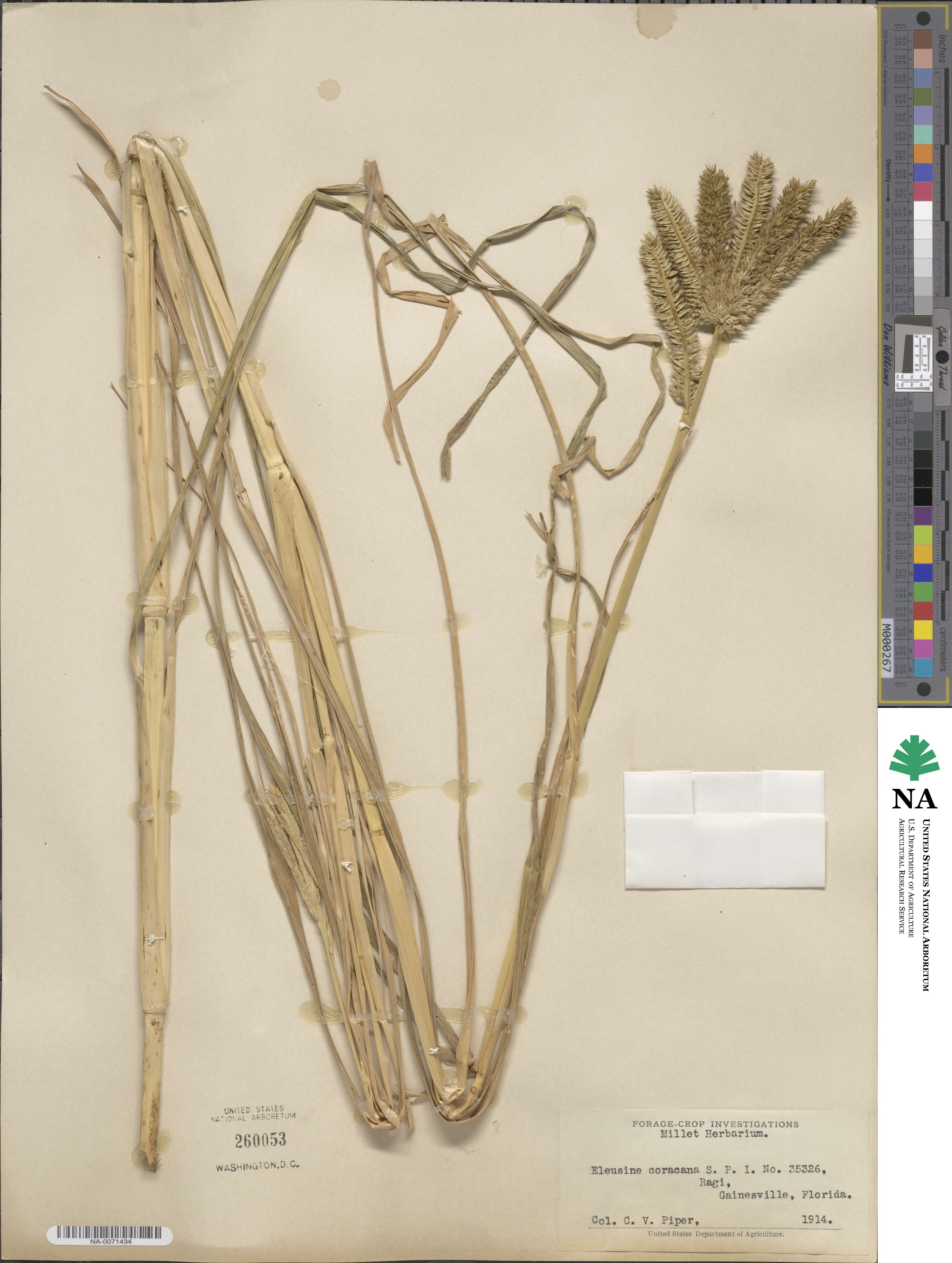 Eleusine coracana image