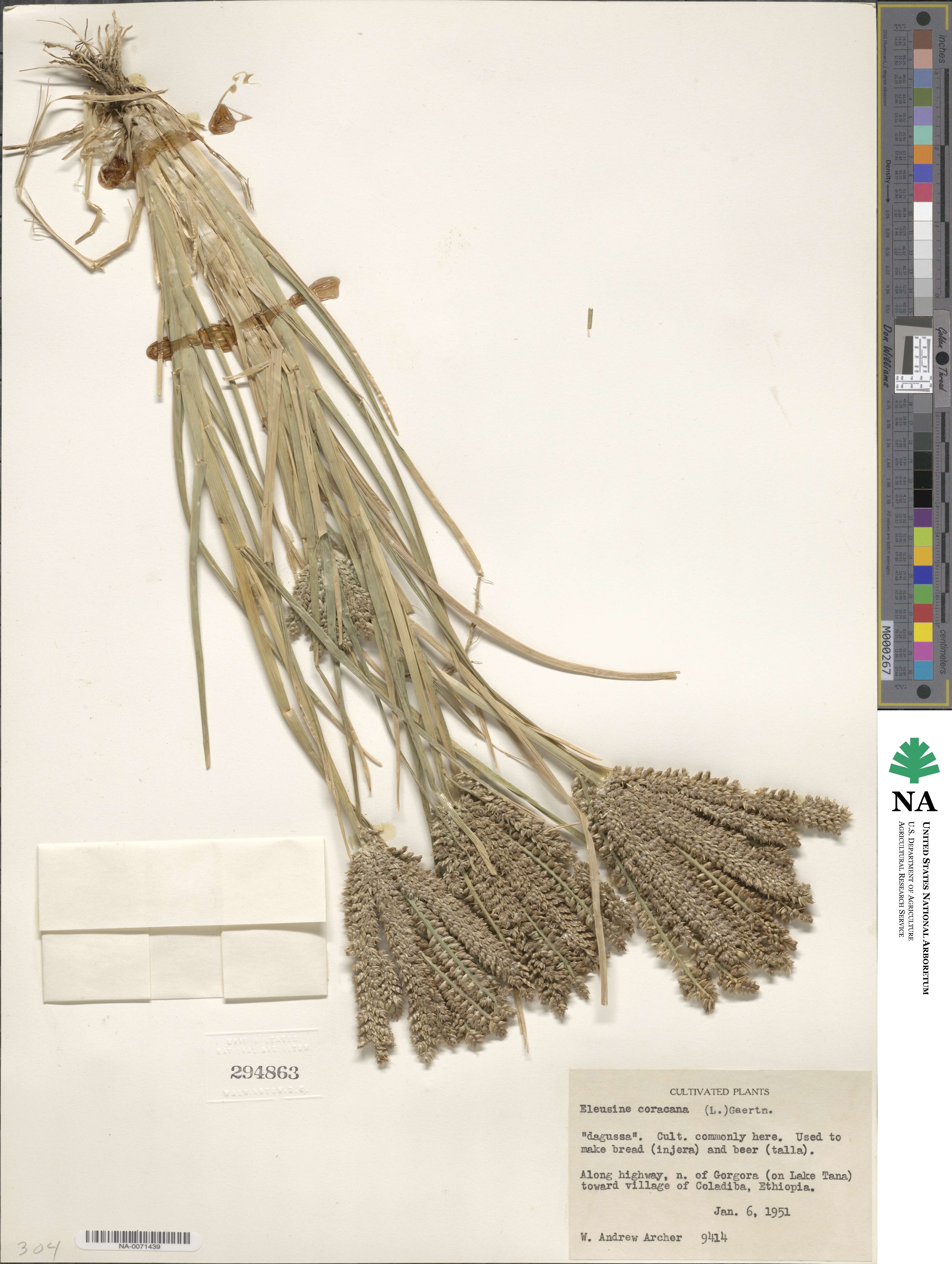 Eleusine coracana image