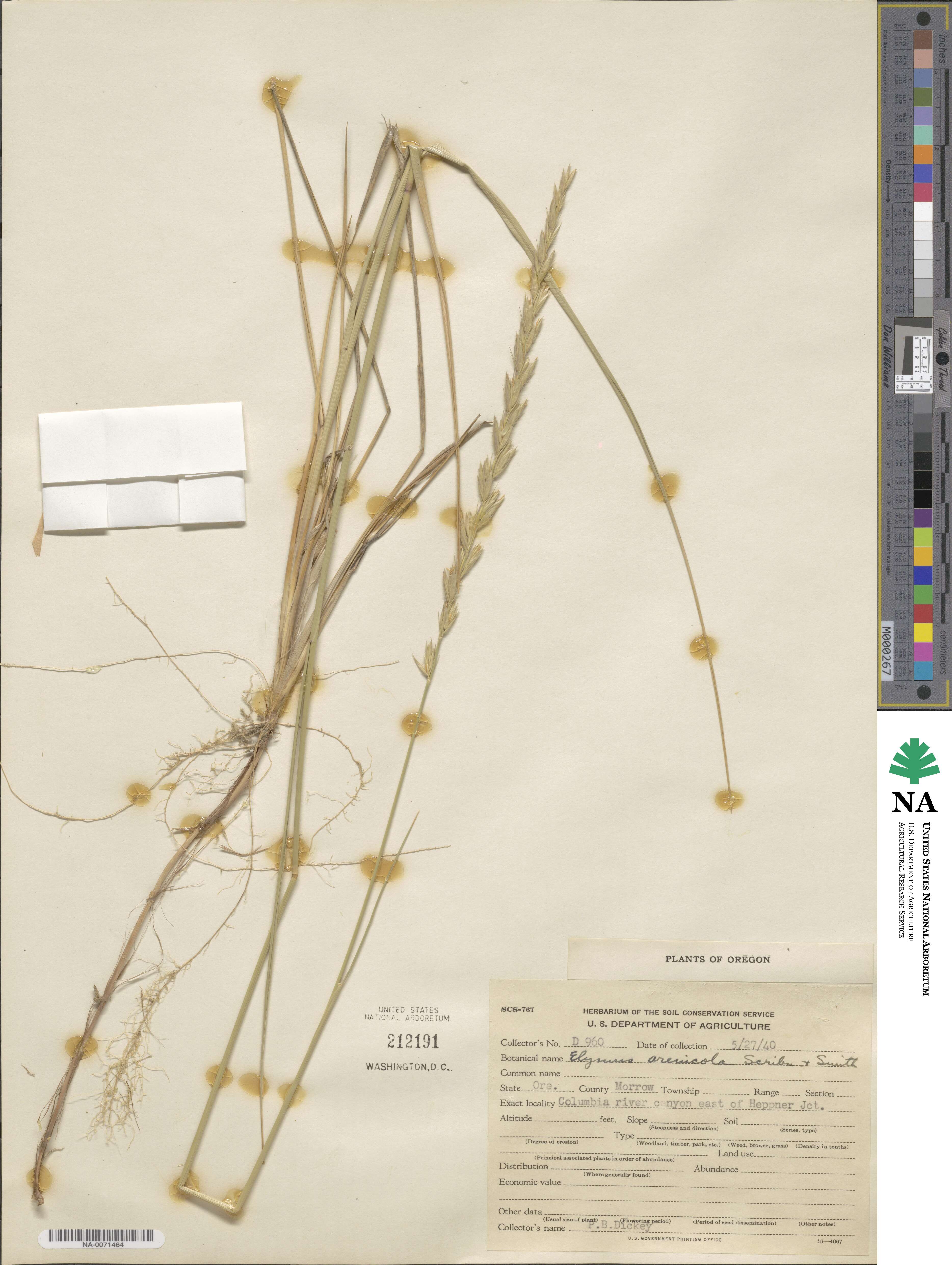 Leymus flavescens image