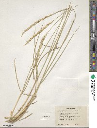 Leymus flavescens image