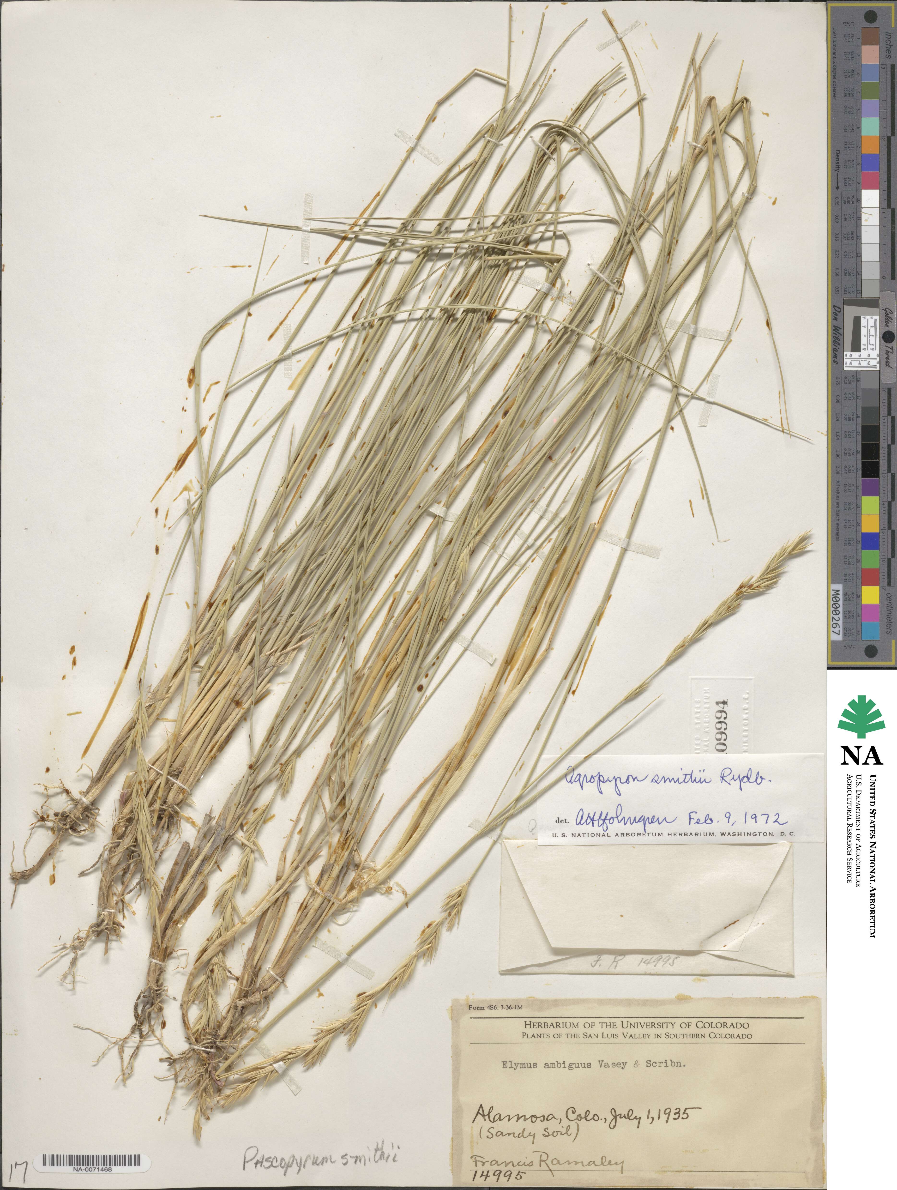 Elymus smithii image