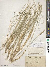 Elymus smithii image