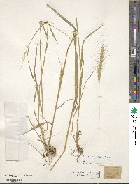 Elymus glaucus image