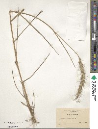 Elymus canadensis var. canadensis image