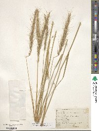 Elymus canadensis var. canadensis image