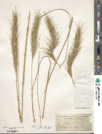 Elymus canadensis var. canadensis image